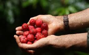 Blushwood Isimli Meyve Meyve Bitki Saglik