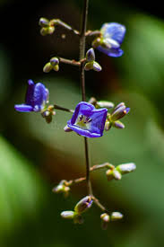 Image result for Rotheca