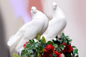 Gambar merpati merpati putih burung kota makanan 4608x3072 via pxhere.com. Fakta Di Balik Burung Merpati Sebagai Simbol Cinta Halaman 1 Kompasiana Com