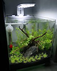 This wiki can help you choose which type of betta to get for your tank when looking to purchase. Top Fin Retreat Tank Tomorrow Marks 1 Week Since I Ve Set It Up Plants Seem To All Be Doing Well And The Pearl W Aquarium Fish Tank Nano Aquarium Fish Tank