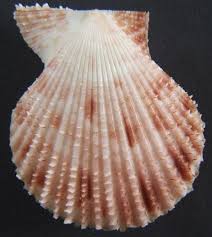 Image result for Gilgiochloa