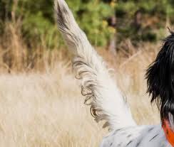 Our pet friendly cabins in the north georgia mountains come fully furnished, with hot tubs, many with fenced yards, wireless internet, and beautiful views of the blue ridge mountains or calm soothing. Pet Friendly Hotels In Georgia Pet Policy Barnsley Resort