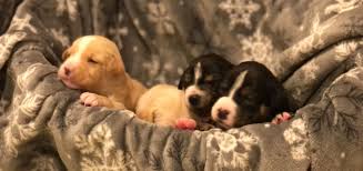 Petpro connect's telehealth and virtual solutions enable veterinary clinics to provide pets with quality care online and between visits. Petconnect Rescue Reviews Facebook