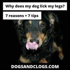 Why Does My Dog Lick My Legs 7 Reasons 7 Tips