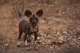 The Our Planet Species You Can See With Nat Hab