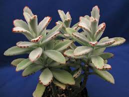 How To Grow And Care For A Panda Plant Kalanchoe Tomentosa World Of Succulents Plants Unusual Plants Unique Plants