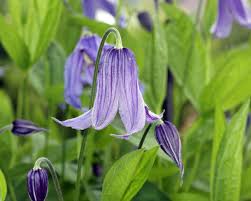 Клематис alionushka (алёнушка) integrifolia g. Staudenclematis Tipps Zum Pflanzen Pflegen Mein Schoner Garten
