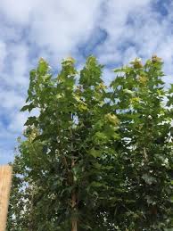 Maybe you would like to learn more about one of these? Norway Maple Pacific Maple Barcham Trees