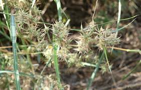 Image result for Hyparrhenia pilgeriana
