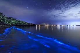 Bioluminescent Beach Puerto Rico Fajardo Mosquito Bay Vieques Puerto Rico Dubbed Bioluminescent Bay This Body Of Water Becomes The World S Best Natural Light Show At Nig Bioluminescent Bay Beach At Night Bioluminescent Bay Puerto Rico