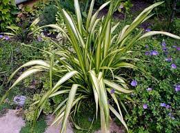 New Zealand Flax Phormium Tenax Easy Care Plants Plants Garden Inspiration