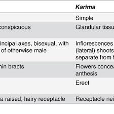 Image result for Neoholstia tenuifolia