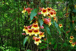 Image result for Bignonia