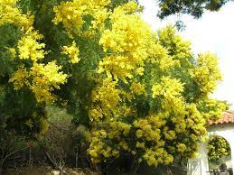 Acacia Decurrens Green Wattle Tree Tree Seeds Beautiful Flowers Garden Australian Native Plants