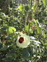 Image result for Hibiscus physaloides