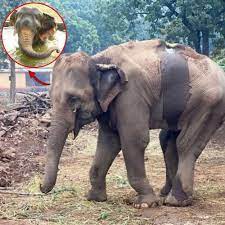 Elephant freed after 50 years of suffering