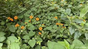 Image result for Thunbergia crispa