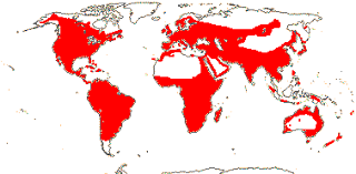 Image result for Hyparrhenia anemopaegma