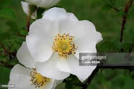 Image result for Rosa laevigata