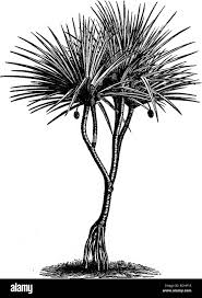 Image result for Pandanus candelabrum