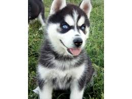 Each pack has around 50 huskies and. Husky Puppy Adoption Online