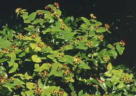 Image result for Hypericum quartinianum