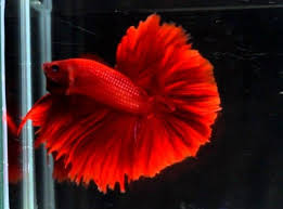 44 Most Beautiful Betta Fish In The World Amazing Betta Betta Fish Beautiful Fish