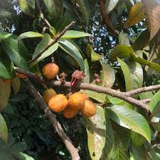 Image result for Myristicaceae