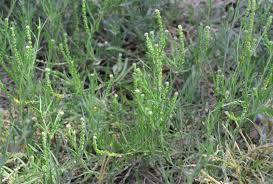 Image result for Coronopus integrifolius