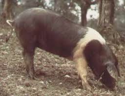 Pin On De La Faune