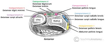 Image result for Elson Extensor Tendon Test