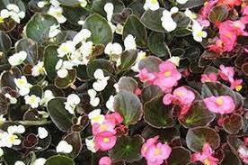 Begonia Flower Essence Angel Wing Begoniaceae Odorata Flower Essences Begonia Flora Flowers