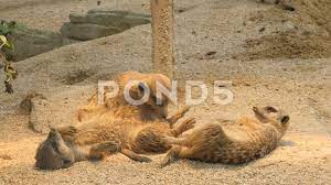 Two Meerkats Laying On Their Backs In The Sand Another Grooms Stock Footage By Gdmpro Meerkat Animal Gifs Stock Footage
