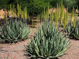 Image result for Aloe barendii