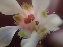 Image result for Eragrostis caespitosa