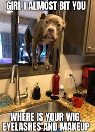 Pin By Bigbaby Rom On Things That Amuse Me In 2020 Funny Dog Memes Funny Animal Memes Funny Animals