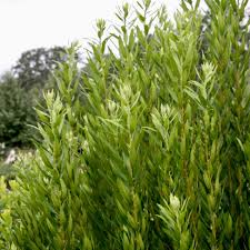 Image result for Myrica salicifolia