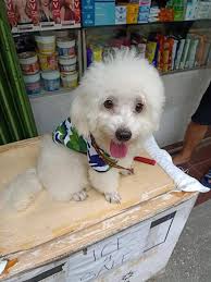 Good day , my miniture pincher gor away in meersig 5 th street east , if  anybody has seen him please let me know.Reward will be offered 0813097725