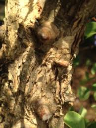 Image result for Acacia nigrescens