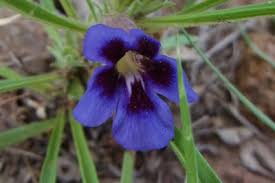 Image result for Aptosimum albomarginatum