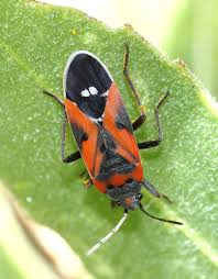 Insects Commonly Found On Milkweed 101 Save Our Monarchs