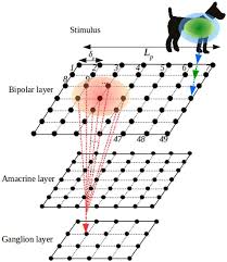 Motion detectors sense if someone is entering an area of your home and respond to this type of motion detector utilizes more than one of these technologies to get the job done. On The Potential Role Of Lateral Connectivity In Retinal Anticipation The Journal Of Mathematical Neuroscience Full Text