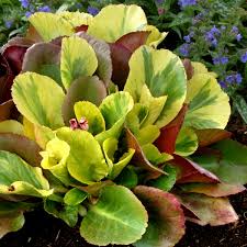 Image result for Bergia salaria