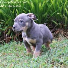 Strains of the larger mastiff breeds such as the american bulldog are obvious in the xl bully. Xl Xxl Pitbull Puppies For Sale Xl Pit Bulls Xl Bully For Sale