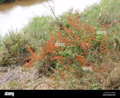 Image result for Combretum microphyllum