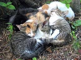 Entre el 80 y 90 por ciento de los gatos infectados mueren entre 6 meses y 3 años de haber sido diagnosticados porque los problemas asociados a la enfermedad suelen ser serios. Leucemia Felina Ecured
