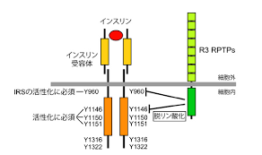 「PTPRJ」の画像検索結果
