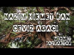 ceviz agaci nazim hikmet ran cem karaca mehmet bayraktar youtube agac youtube sarkilar