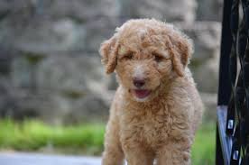 If you're looking for a chocolate labrador retriever puppy for sale, it's smart to learn… Chocolate Labradoodle Puppies