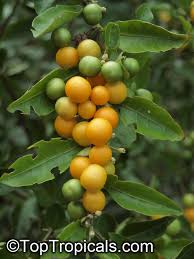Image result for Solanum linneanum